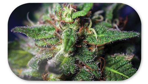 V Syndicate-Mag-Slaps-Medium-Blue Dream