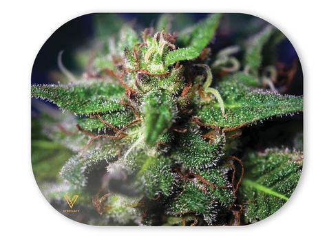V Syndicate-Mag-Slaps-Small-Blue Dream
