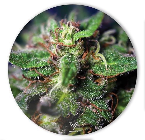 V Syndicate Slikks-Small Round-Blue Dream