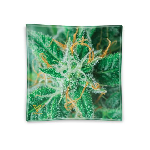 V Syndicate-Glass Ashtray-AK 47